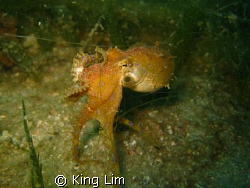 blue ring octopus by King Lim 